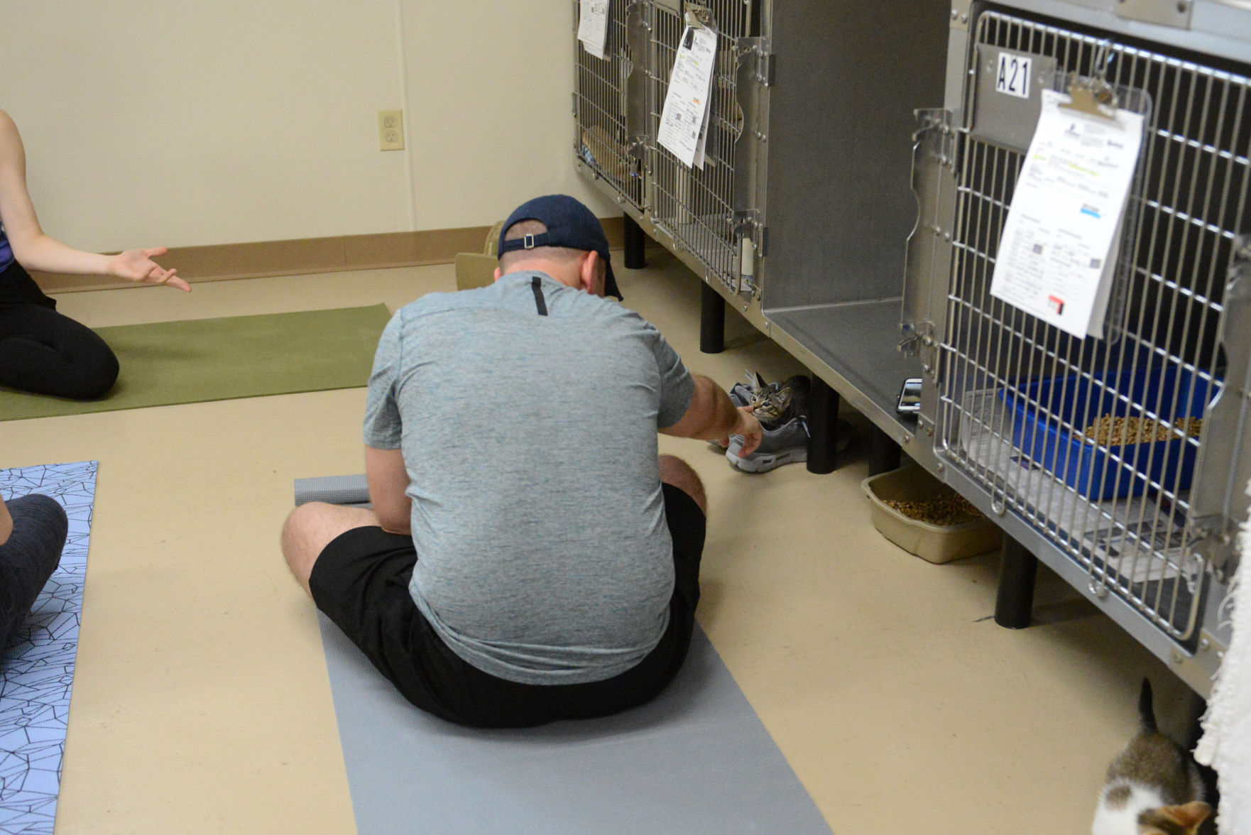 Cat Yoga at Aggieland Humane Society